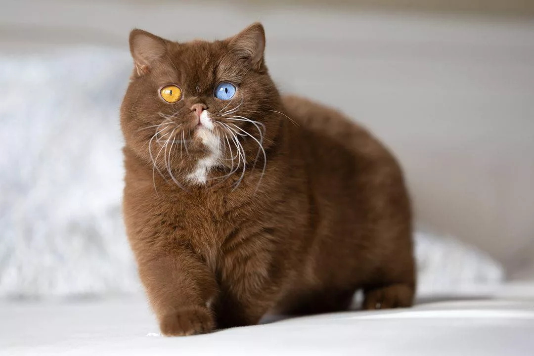 "Meet Cub: The Feline Enigma with Striking Bear-Like Mismatched Eyes – A Visual Marvel in the World of Cats"