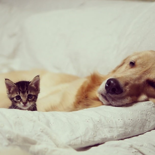 Loving Golden Retriever Treats Rejected Kitten As Own Child | FREEYORK