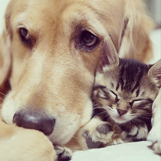 Loving Golden Retriever Treats Rejected Kitten As Own Child | FREEYORK