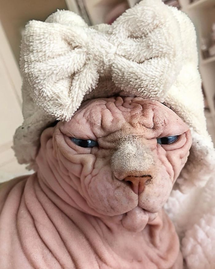 The Deceptively Adorable Feline: Discover the Charm of this Remarkably Wrinkled Cat