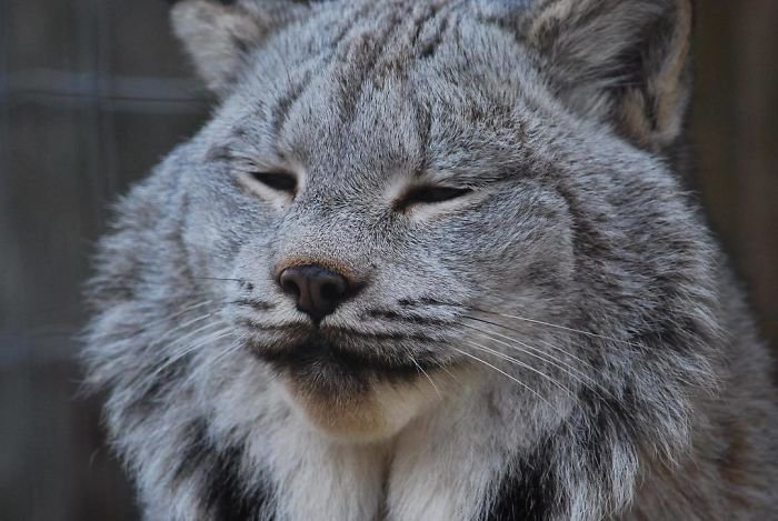 Unleashing the Canadian Lynx: Our Furry Deity of Majestic Proportions