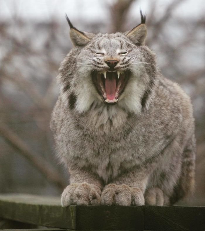 Unleashing the Canadian Lynx: Our Furry Deity of Majestic Proportions