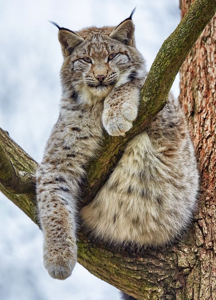 Unleashing the Canadian Lynx: Our Furry Deity of Majestic Proportions