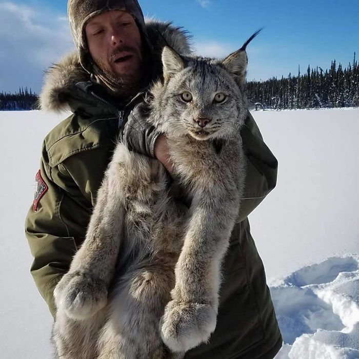 Unleashing the Canadian Lynx: Our Furry Deity of Majestic Proportions