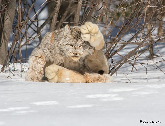 Unleashing the Canadian Lynx: Our Furry Deity of Majestic Proportions