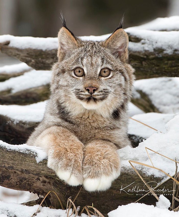 Unleashing the Canadian Lynx: Our Furry Deity of Majestic Proportions