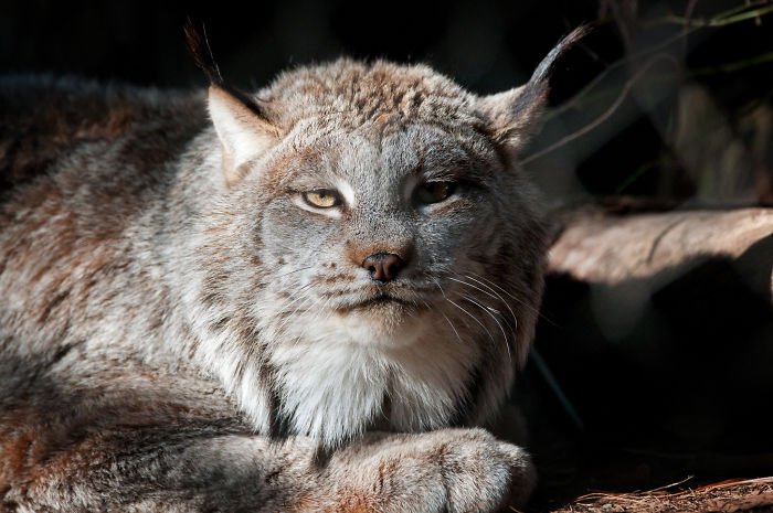 Unleashing the Canadian Lynx: Our Furry Deity of Majestic Proportions