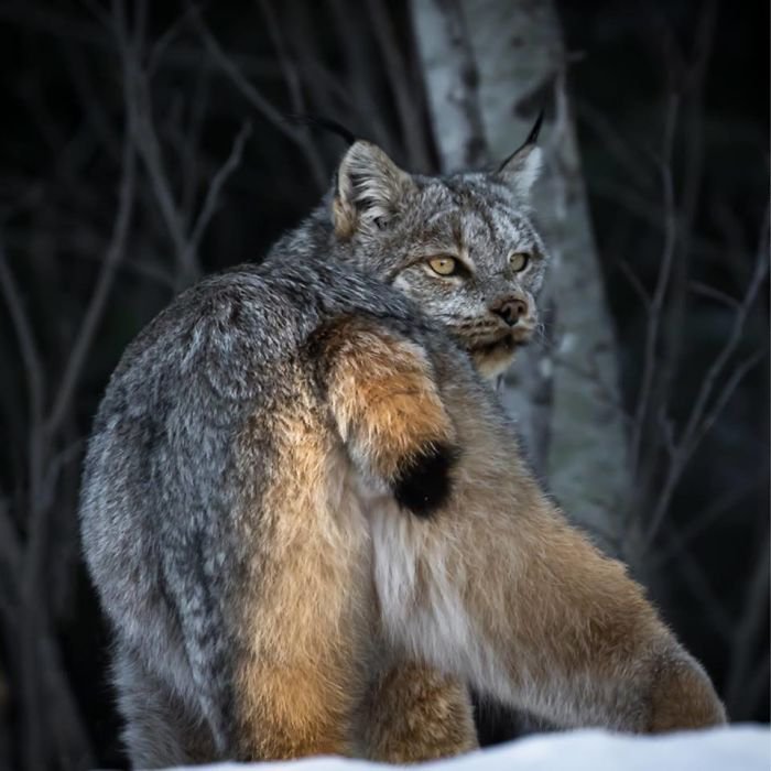 Unleashing the Canadian Lynx: Our Furry Deity of Majestic Proportions