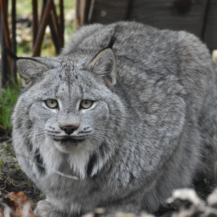 Unleashing the Canadian Lynx: Our Furry Deity of Majestic Proportions