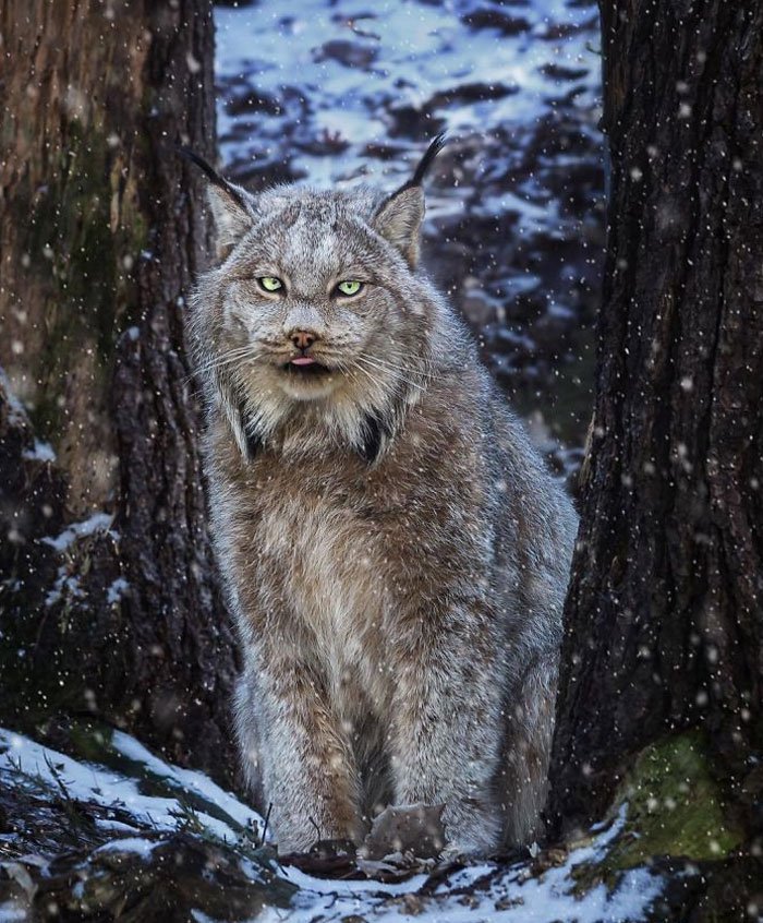 Unleashing the Canadian Lynx: Our Furry Deity of Majestic Proportions