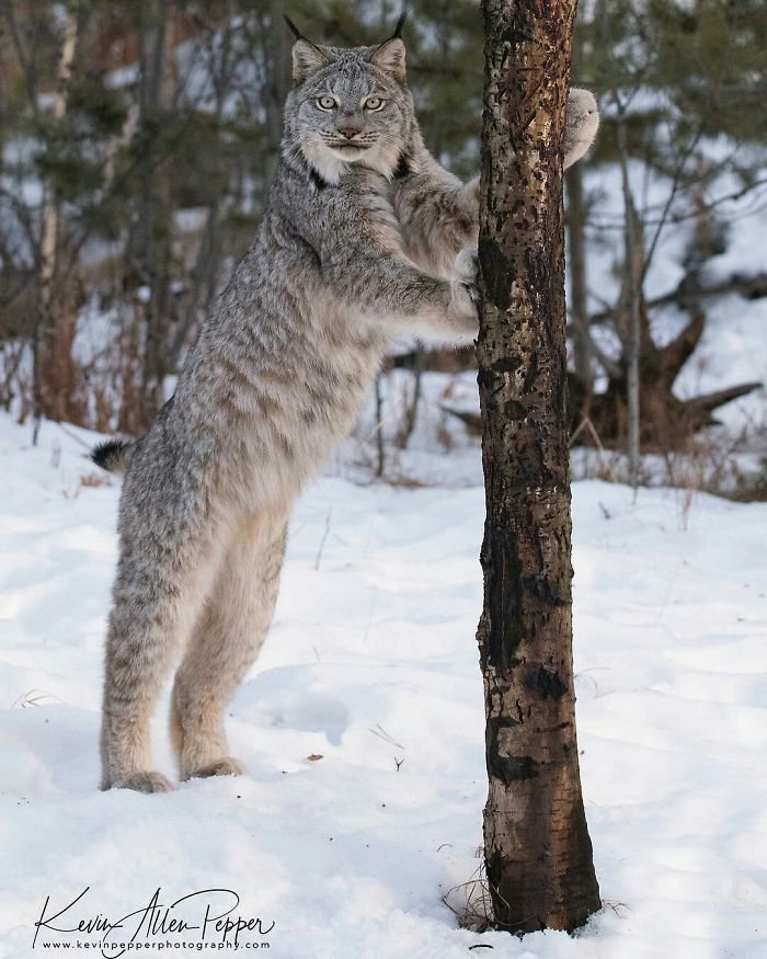 Unleashing the Canadian Lynx: Our Furry Deity of Majestic Proportions