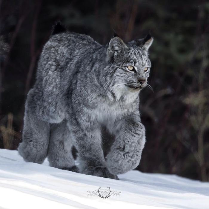 Unleashing the Canadian Lynx: Our Furry Deity of Majestic Proportions