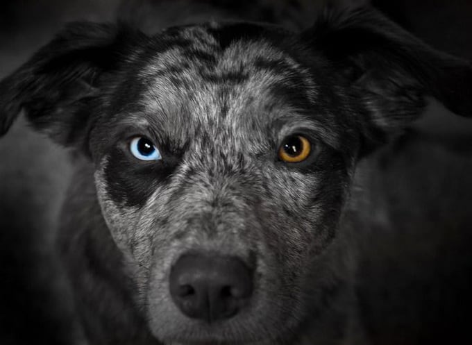 Heterochromia In Cats And Dogs | FREEYORK