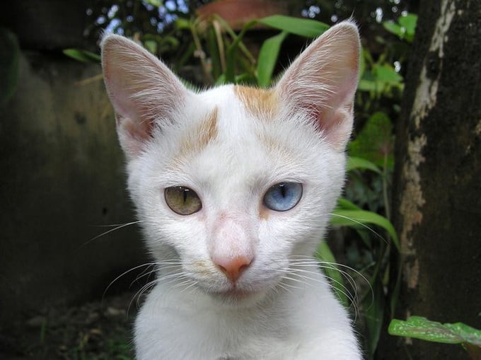 Heterochromia In Cats And Dogs | FREEYORK