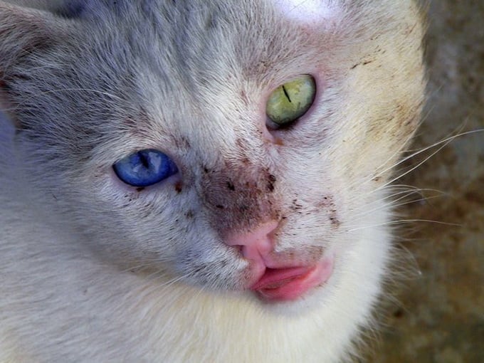 Heterochromia In Cats And Dogs | FREEYORK