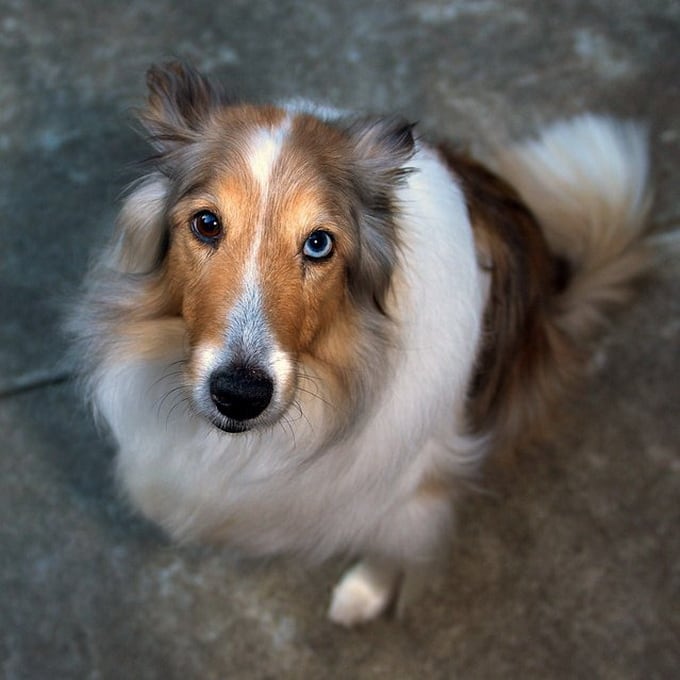 Heterochromia In Cats And Dogs | FREEYORK