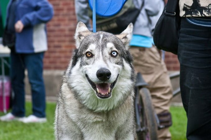 Heterochromia In Cats And Dogs | FREEYORK