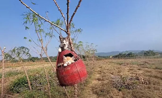 Enigmatic basket suspended from a tree in the midst of a field with three cats inside.