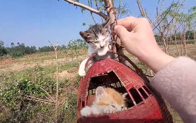 Enigmatic basket suspended from a tree in the midst of a field with three cats inside.