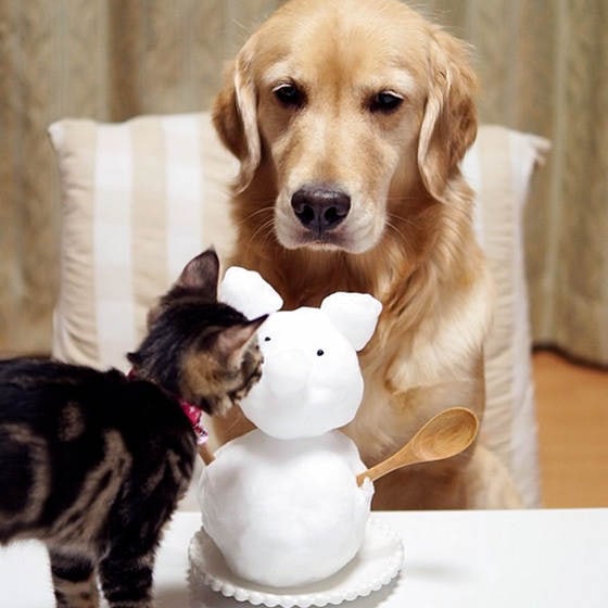 Loving Golden Retriever Treats Rejected Kitten As Own Child | FREEYORK