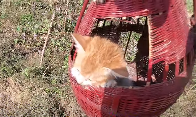 Enigmatic basket suspended from a tree in the midst of a field with three cats inside.