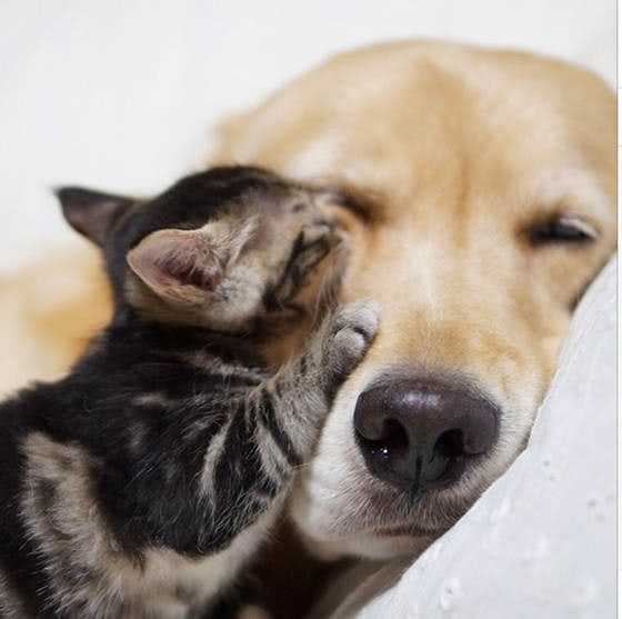 Loving Golden Retriever Treats Rejected Kitten As Own Child | FREEYORK