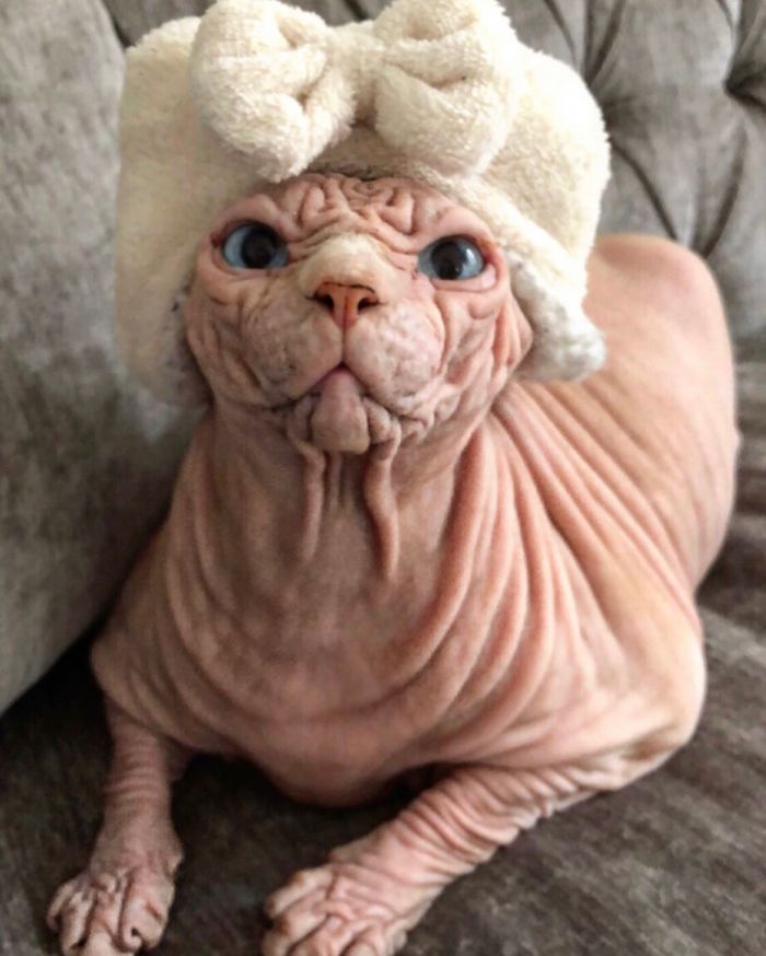 The Deceptively Adorable Feline: Discover the Charm of this Remarkably Wrinkled Cat