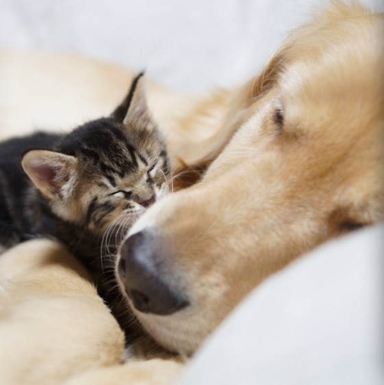 Loving Golden Retriever Treats Rejected Kitten As Own Child | FREEYORK