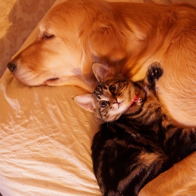 Loving Golden Retriever Treats Rejected Kitten As Own Child | FREEYORK