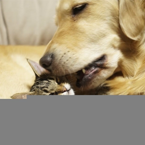 Loving Golden Retriever Treats Rejected Kitten As Own Child | FREEYORK