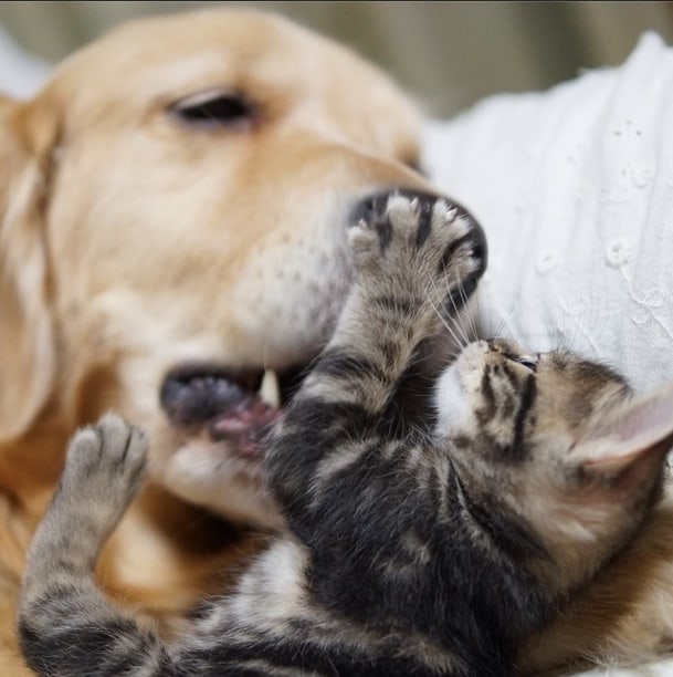 Loving Golden Retriever Treats Rejected Kitten As Own Child | FREEYORK