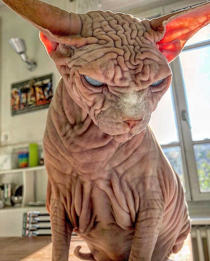 The Deceptively Adorable Feline: Discover the Charm of this Remarkably Wrinkled Cat