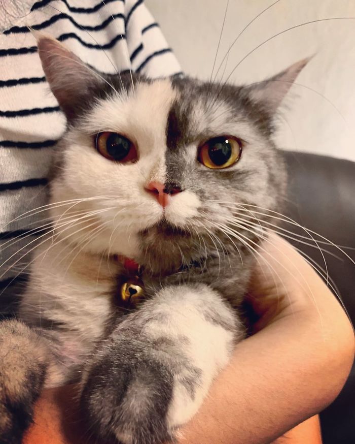 Meet ‘Chimera,’ The Cat Who Has A Unique Face And A Cuddly Personality
