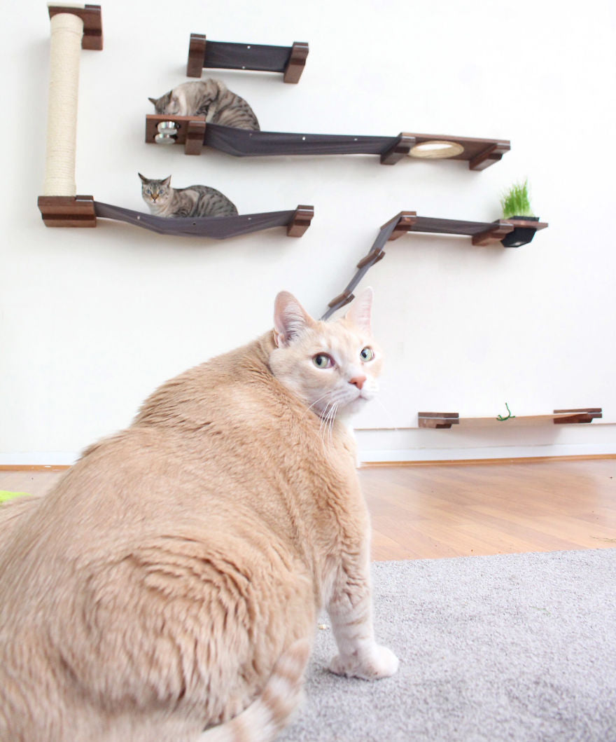 Introducing Bronson: The Chubby Cat on an Epic Weight Loss Journey