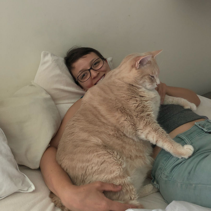 Introducing Bronson: The Chubby Cat on an Epic Weight Loss Journey