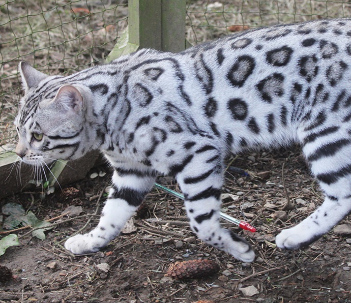 Silverstorm BengalsWe breed cutting edge silver Bengal cats in snow leopard prints - click to read more - Silverstorm Bengals