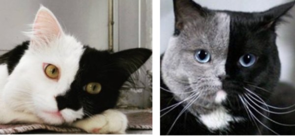 "Top 25 Feline Marvels: Meet These Unusual Chimera Cats Now!"