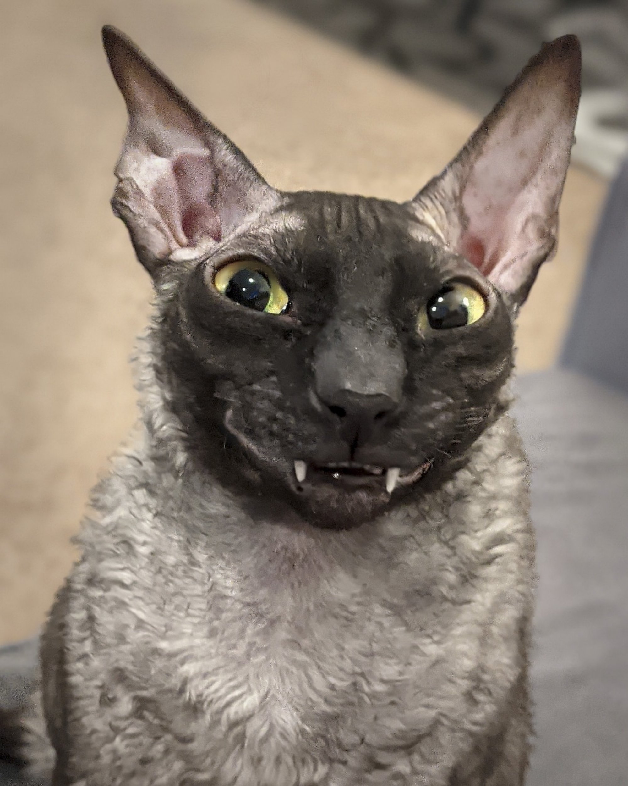 Pixel the Feline Internet Sensation: The Goofy Bat-like Grin that Captivates Everyone