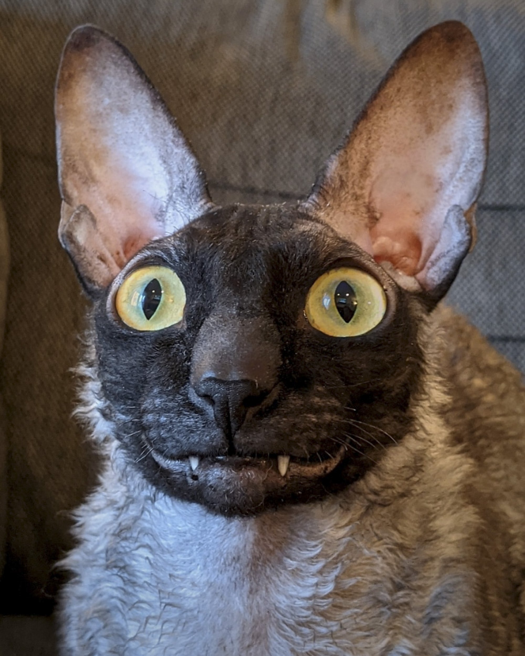 Pixel the Feline Internet Sensation: The Goofy Bat-like Grin that Captivates Everyone