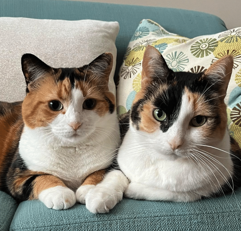 Irresistibly Charming: Posy Rue, the Cutest Calico Companions