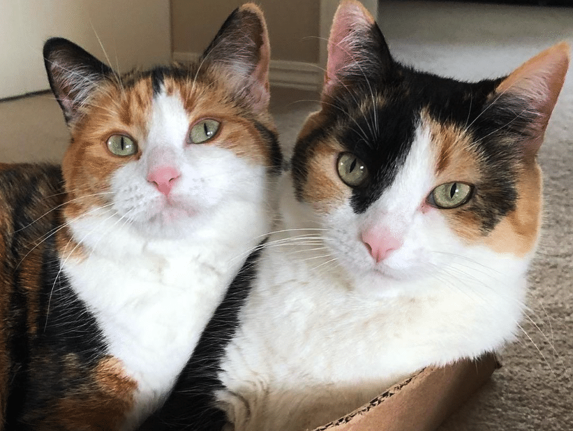 Irresistibly Charming: Posy Rue, the Cutest Calico Companions