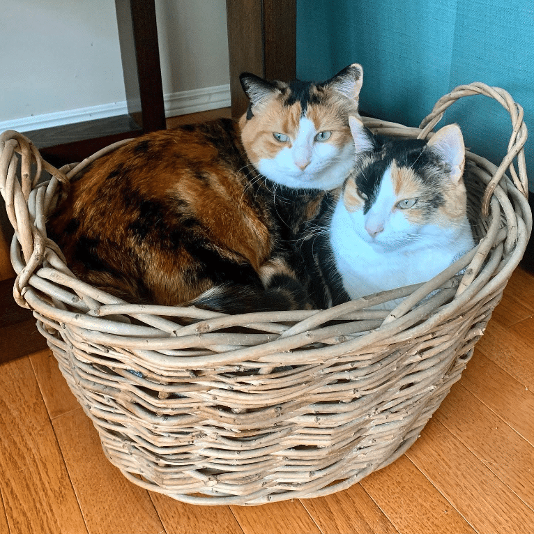 Irresistibly Charming: Posy Rue, the Cutest Calico Companions