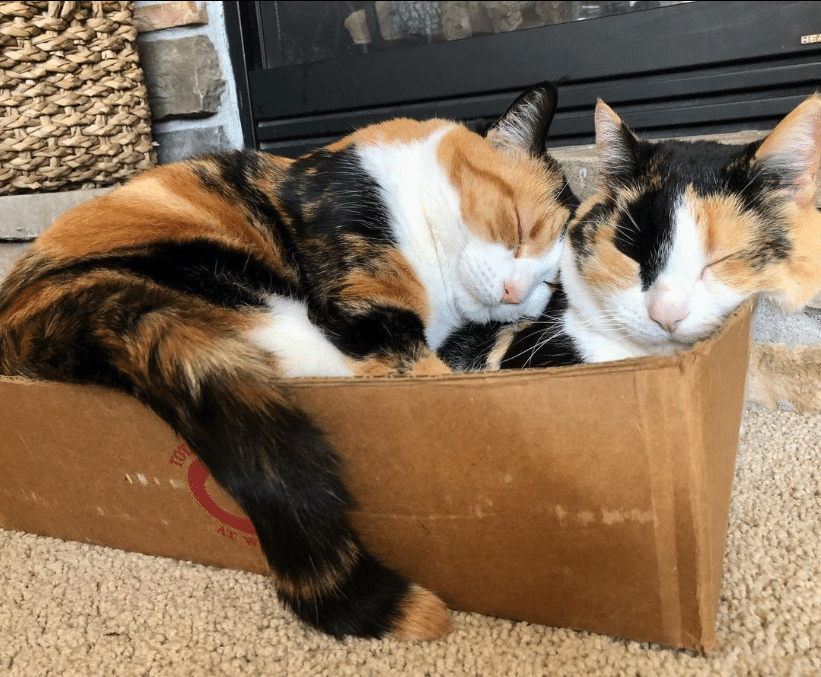 Irresistibly Charming: Posy Rue, the Cutest Calico Companions