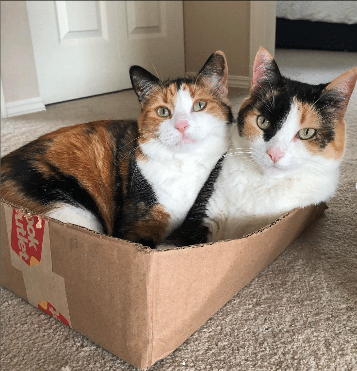 Irresistibly Charming: Posy Rue, the Cutest Calico Companions