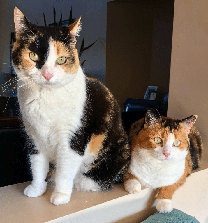 Irresistibly Charming: Posy Rue, the Cutest Calico Companions