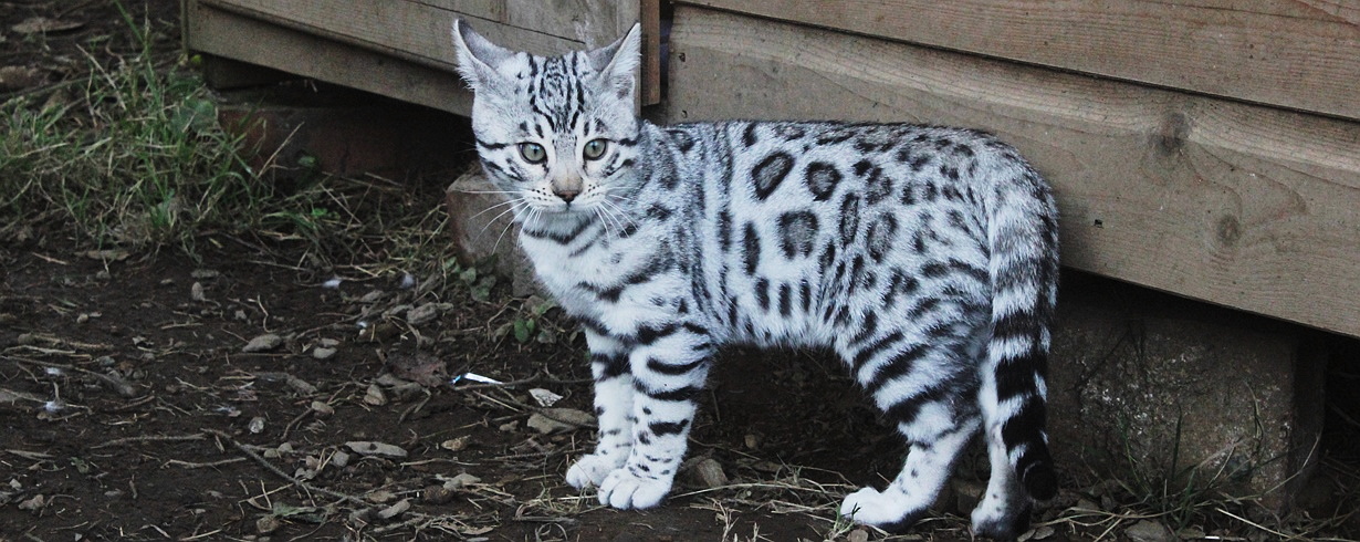 Snow Spotted Bengal Kittens For Sale Flash Sales, SAVE 53%.