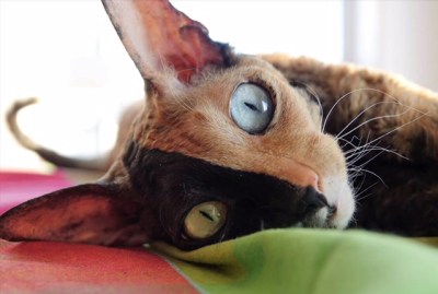 "Top 25 Feline Marvels: Meet These Unusual Chimera Cats Now!"