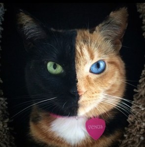 "Top 25 Feline Marvels: Meet These Unusual Chimera Cats Now!"