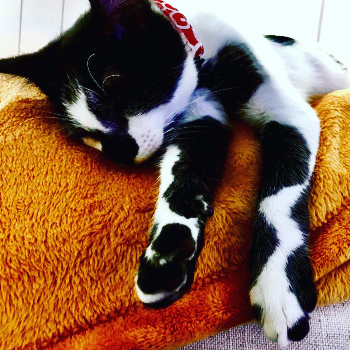 Discover the Awesome Ziggy-Kai: A Cat with Spots That Define Coolness