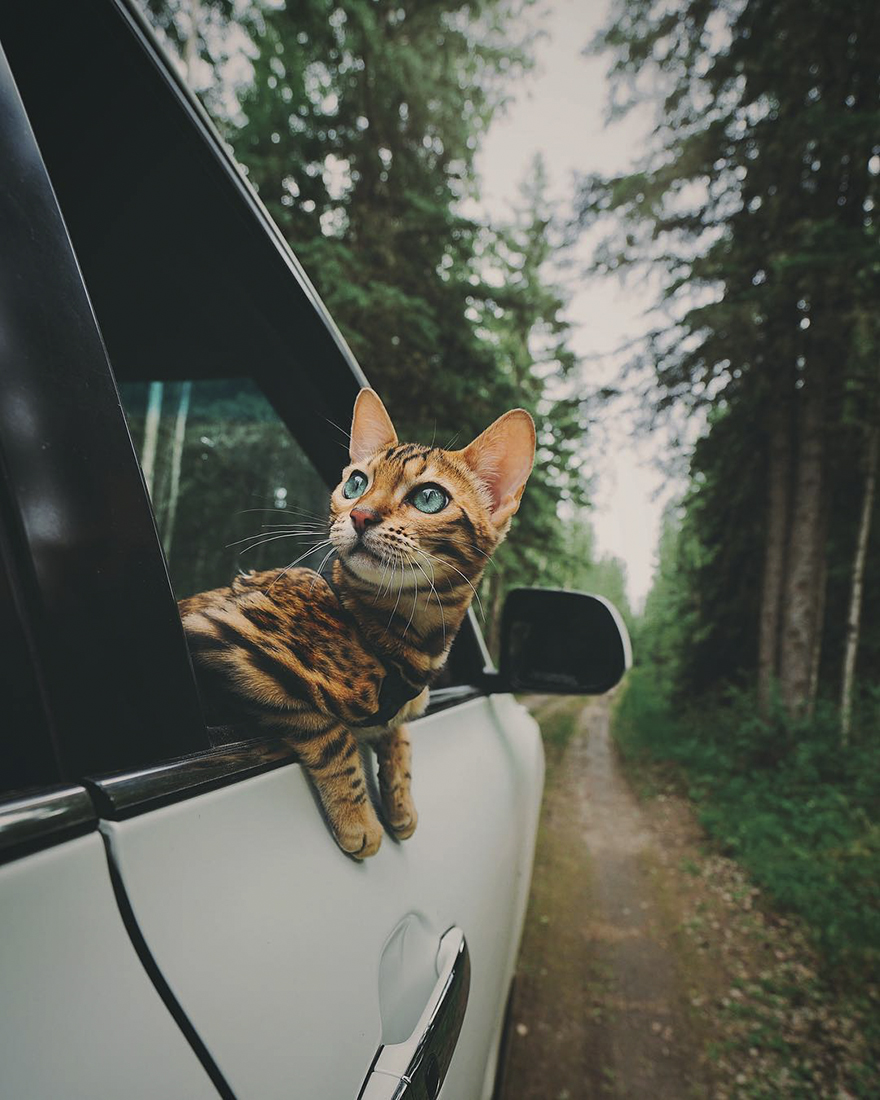 Introducing Suki, The Feline Explorer with a Life More Adventurous Than Yours